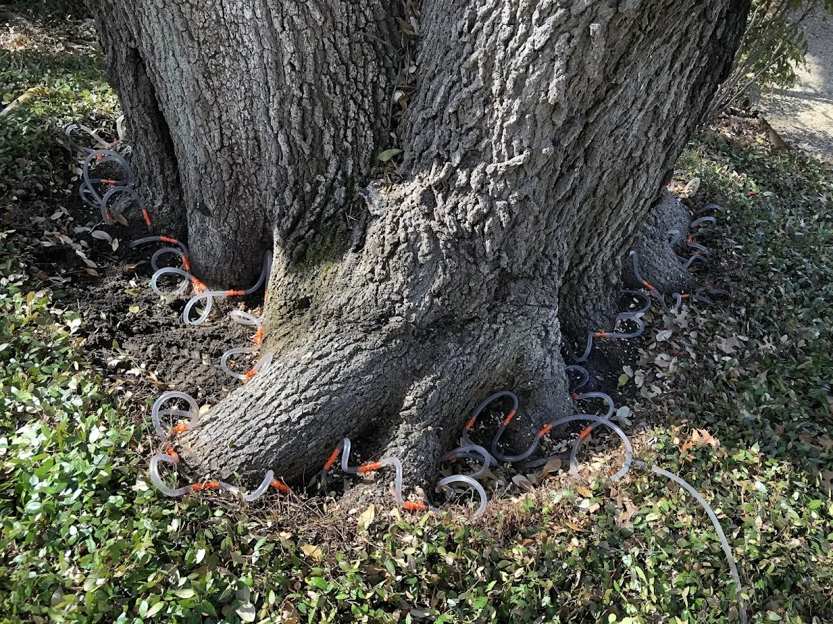 Detailed Tree Cabling and Bracing job site in Vintondale