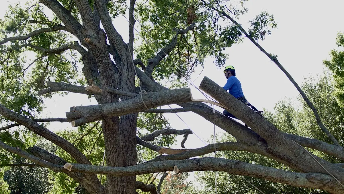 Professional Crown Thinning performed by certified arborists in Vintondale