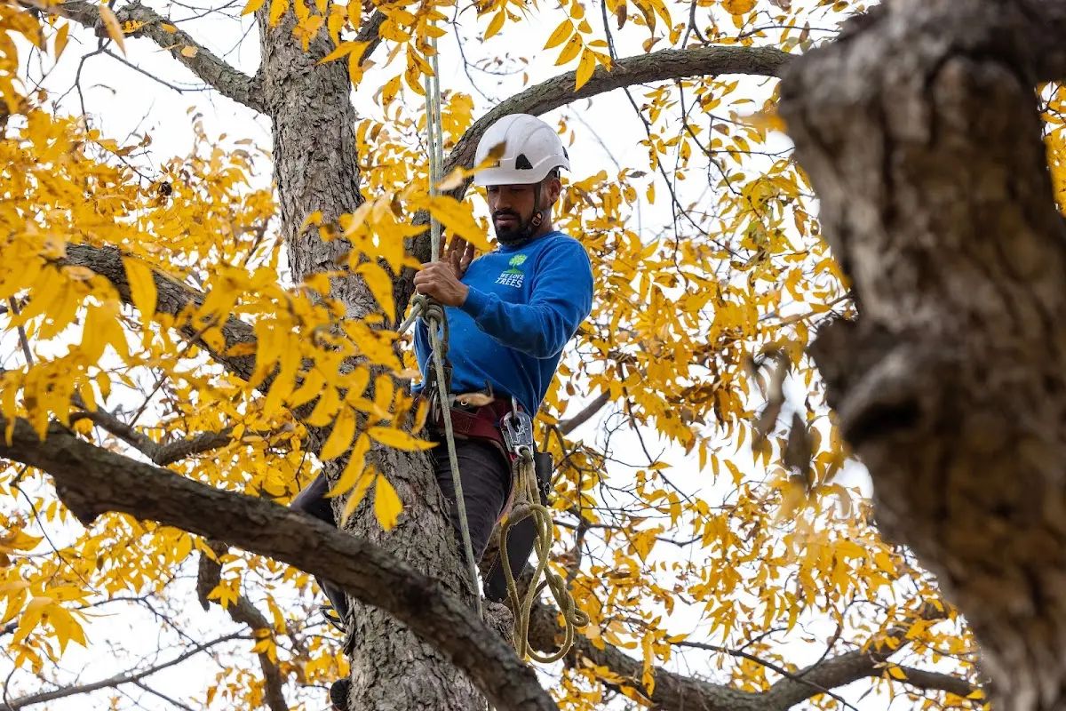Skilled Tree Pruning crew working in Vintondale