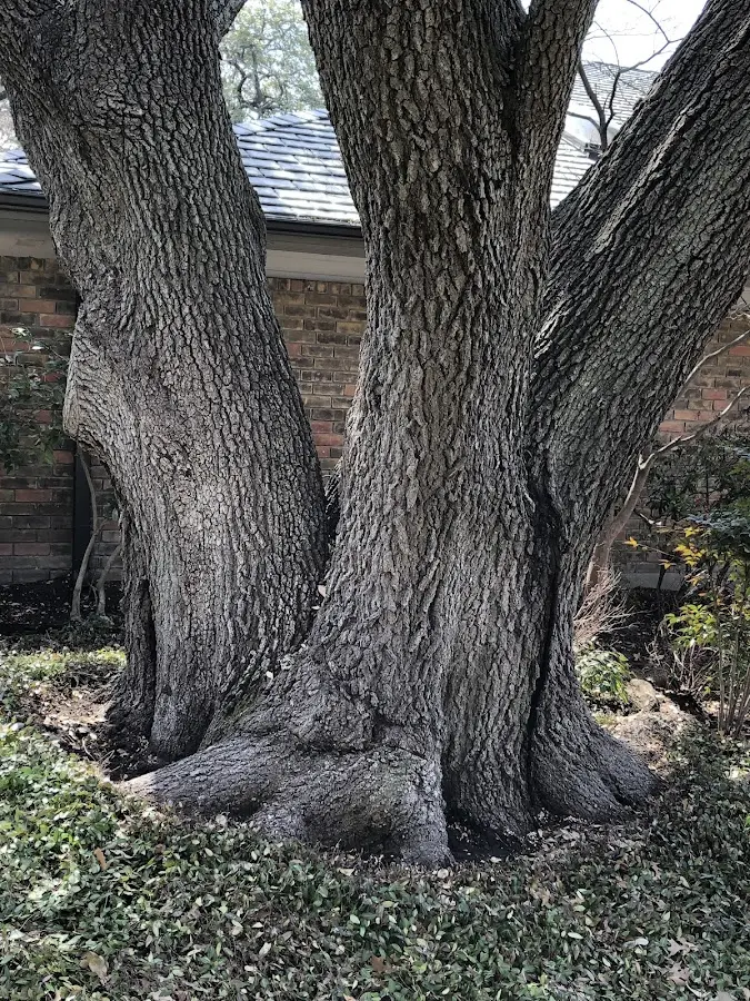 Mature heritage tree close to a Vintondale property cared for by certified arborists